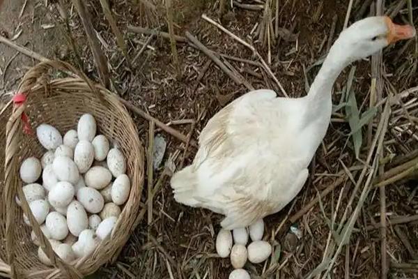 鹅下蛋年限,3年后会被慢慢淘汰