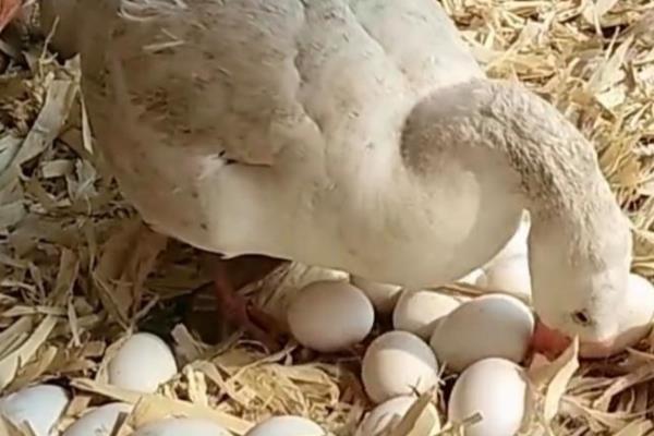 鹅下蛋年限,3年后会被慢慢淘汰