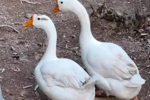 鹅下蛋年限,3年后会被慢慢淘汰