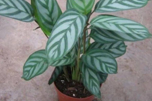 新飞羽竹芋的养殖方法，冬季每隔10-15天浇一次水