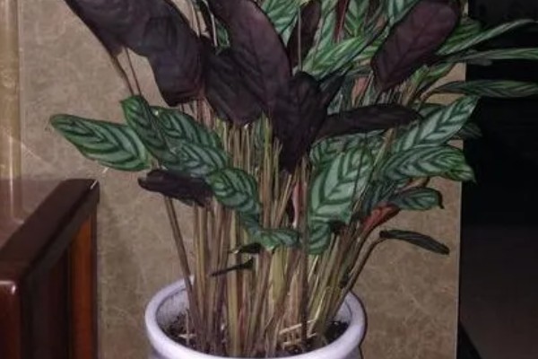 新飞羽竹芋的养殖方法，冬季每隔10-15天浇一次水