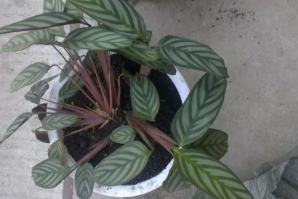 新飞羽竹芋的养殖方法，冬季每隔10-15天浇一次水