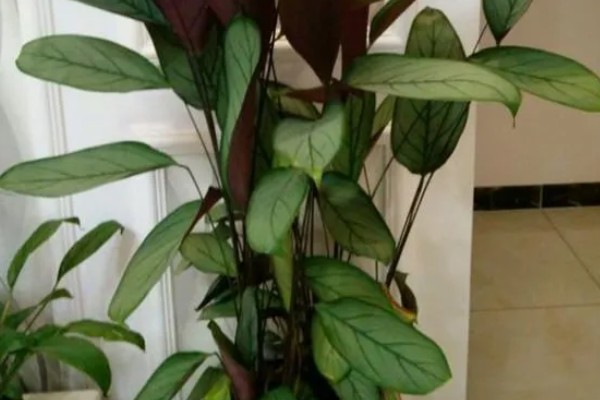 新飞羽竹芋的养殖方法，冬季每隔10-15天浇一次水