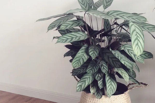 新飞羽竹芋的养殖方法，冬季每隔10-15天浇一次水