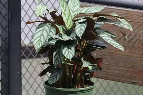 新飞羽竹芋的养殖方法，冬季每隔10-15天浇一次水