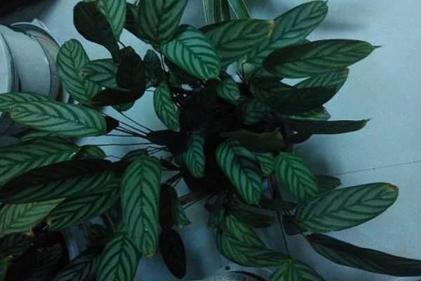 新飞羽竹芋的养殖方法，冬季每隔10-15天浇一次水