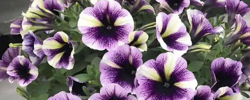 牵牛花传播花粉的方法，昆虫采食花蜜时会起到授粉效果