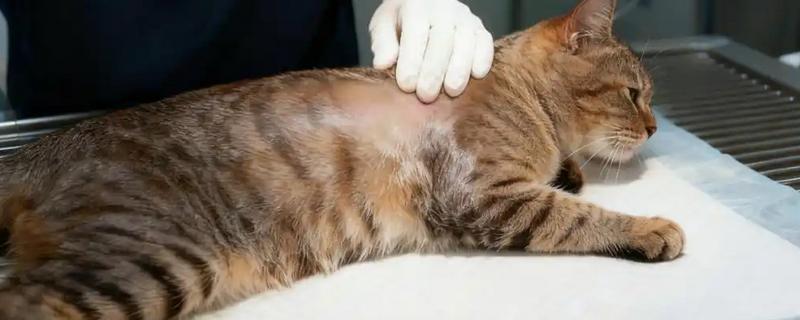 猫下泌尿道综合症的发病原因，多因膀胱和尿道结石所致