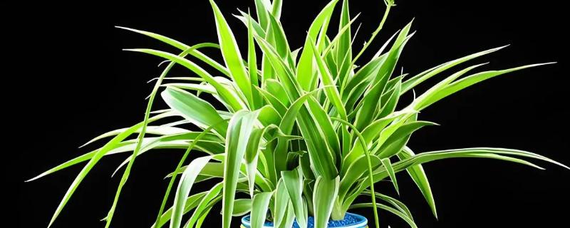 吊兰耐不耐寒，只能忍耐5℃的低温