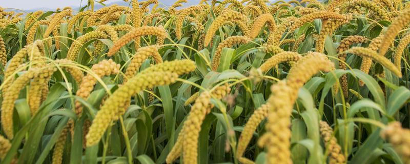谷子可以使用哪些除草剂，单嘧磺隆、扑草净等药物均可选择