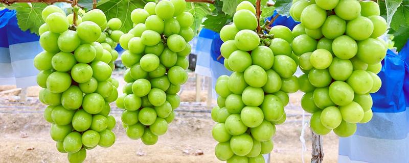 晴王有没有籽，晴王没有籽