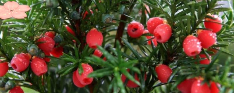 红豆杉适合养在家里哪个地方，养在家中阳光充足的地方