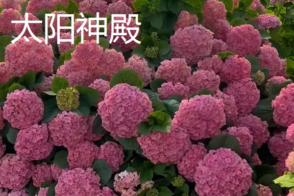变色球花有没有毒,全株有毒误食会危害健康