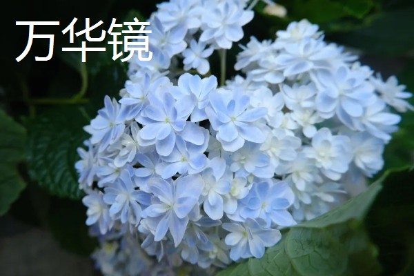 变色球花有没有毒,全株有毒误食会危害健康