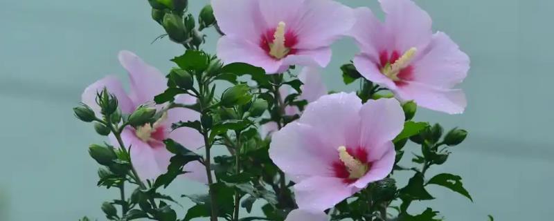 盆栽木槿怎么修剪，新栽植上盆的以轻剪为主