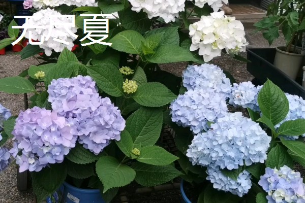 变色球花有没有毒,全株有毒误食会危害健康