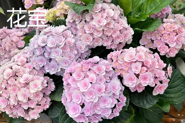 变色球花有没有毒,全株有毒误食会危害健康