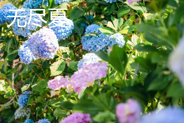 变色球花有没有毒,全株有毒误食会危害健康