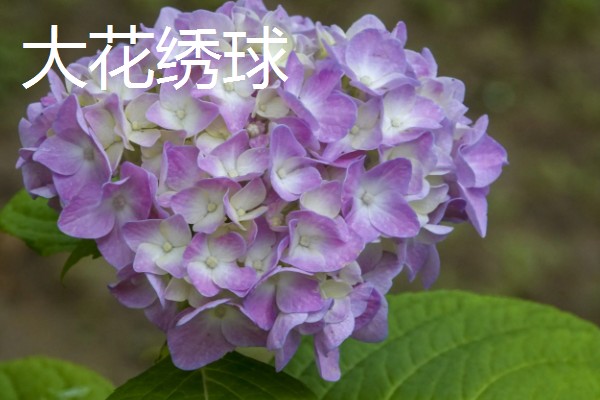 变色球花有没有毒,全株有毒误食会危害健康