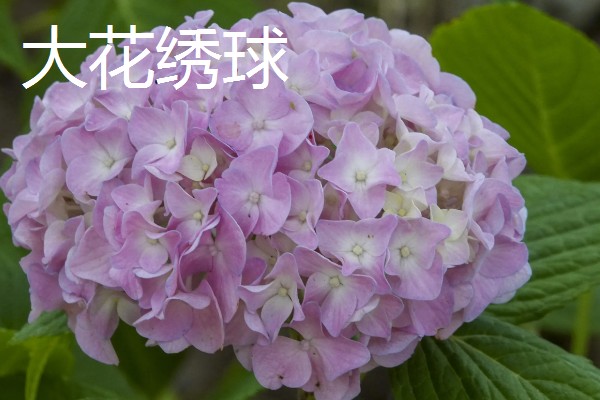 变色球花有没有毒,全株有毒误食会危害健康