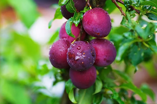 小李子哪个季节成熟,在秋季8-9月成熟