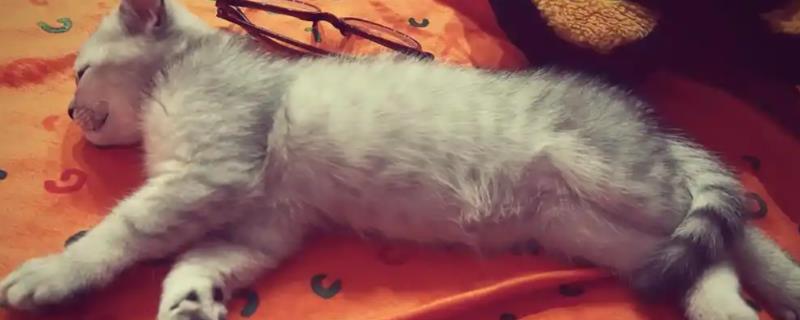 猫急性肝炎怎么治疗，喂服头孢羟氨苄片可以消炎