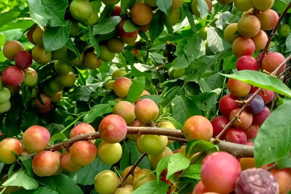 小李子哪个季节成熟,在秋季8-9月成熟