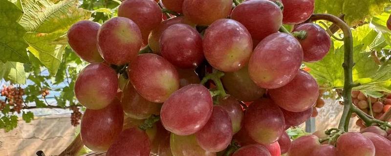 早熟的葡萄品种，有维多利亚、香峰等