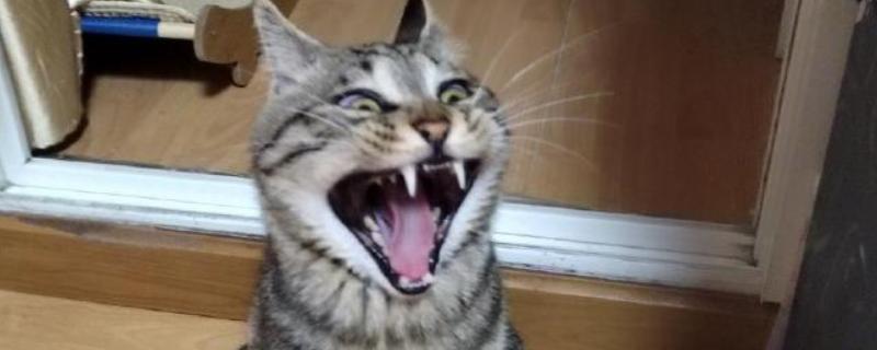 猫咪为什么哈气，可能是感受到疼痛或威胁等因素引起
