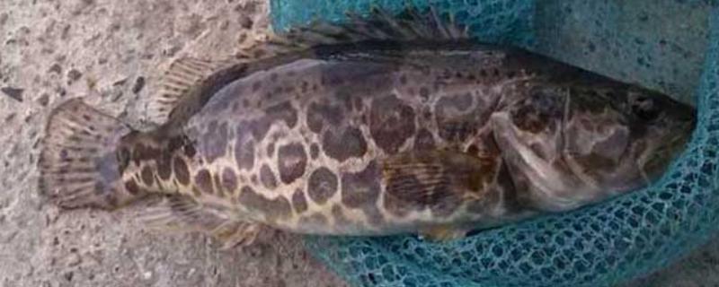 鳜鱼的读音，一般是读作guì