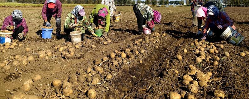 土豆怎么种植，苗期追施速效肥