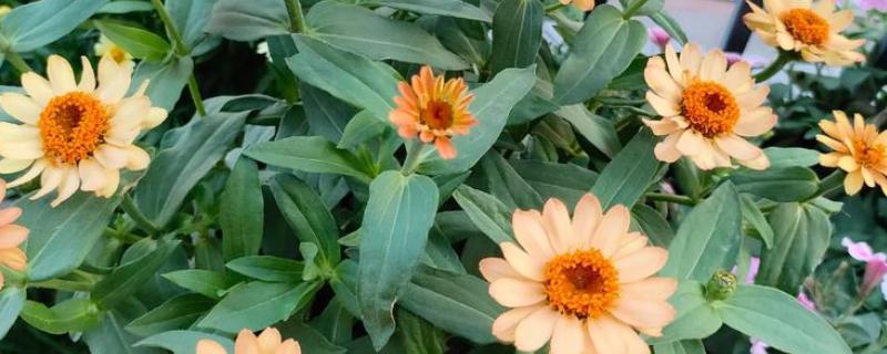 百日草的开花时间，花期一般是6-9月份