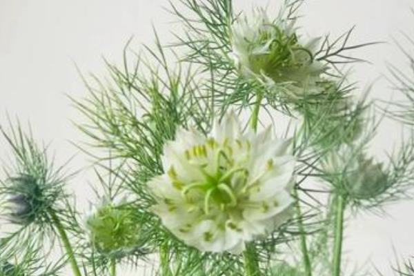 黑种草的养殖方法，要用疏松肥沃的土壤种植
