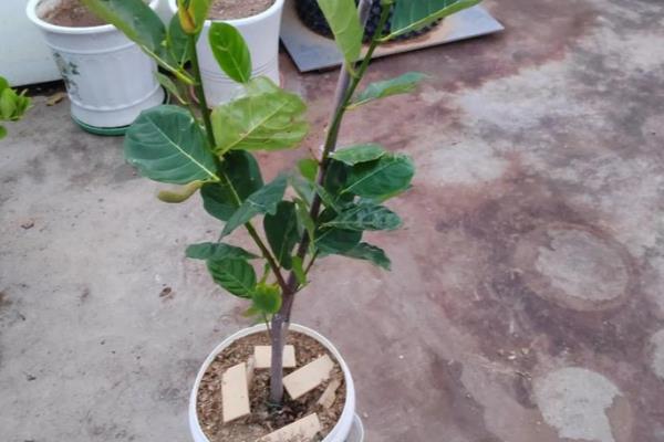种植菠萝蜜的注意事项,每天的光照要达到8小时以上