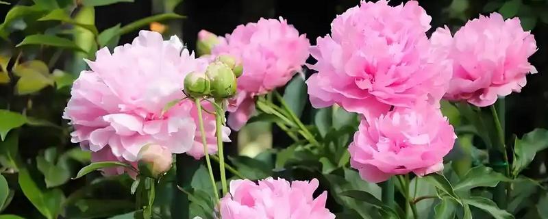 冬季怎么养护芍药，等土壤干透后再浇水