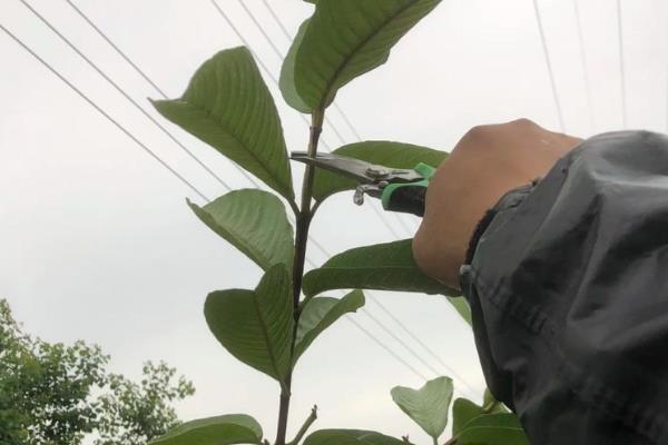 石榴树受冻后怎么办,剪除受冻的枝条并喷施多菌灵