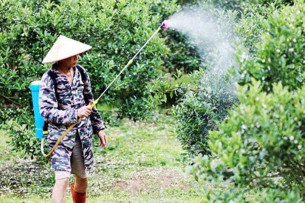 石榴树受冻后怎么办,剪除受冻的枝条并喷施多菌灵