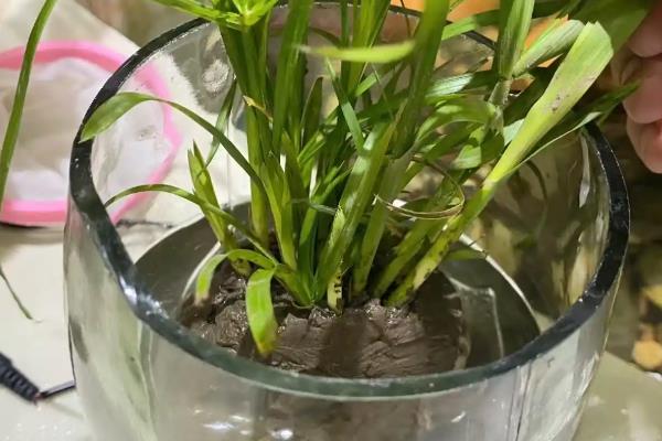 水竹的养护方法，平时放在有散射光的地方