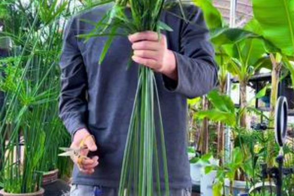 水竹的养护方法，平时放在有散射光的地方