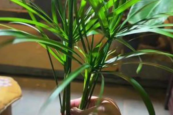 水竹的养护方法，平时放在有散射光的地方