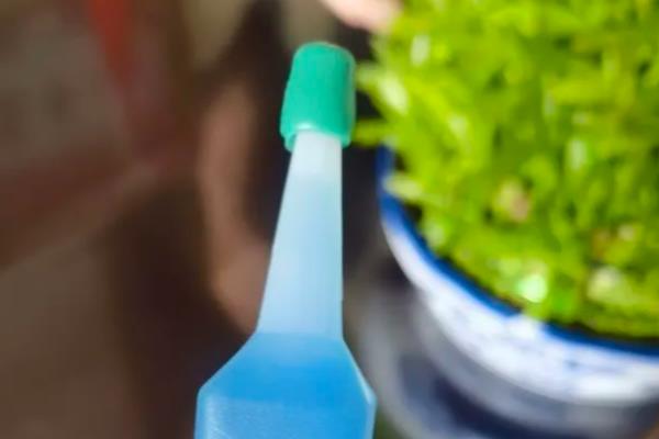 水竹的养护方法，平时放在有散射光的地方