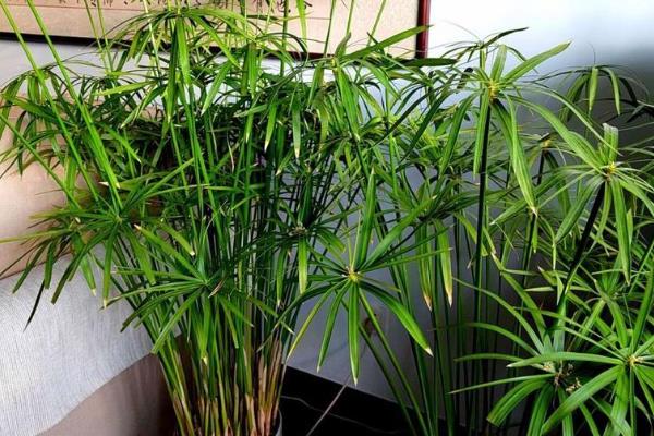 水竹的养护方法，平时放在有散射光的地方