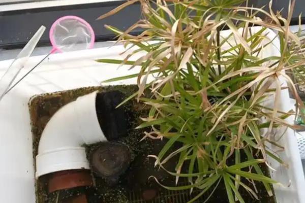 水竹的养护方法，平时放在有散射光的地方