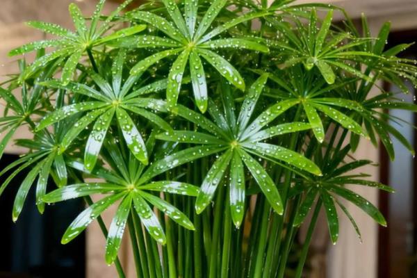 水竹的养护方法，平时放在有散射光的地方