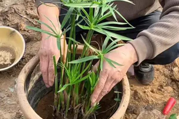 水竹的养护方法，平时放在有散射光的地方