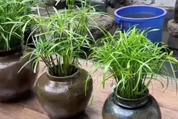 水竹的养护方法，平时放在有散射光的地方