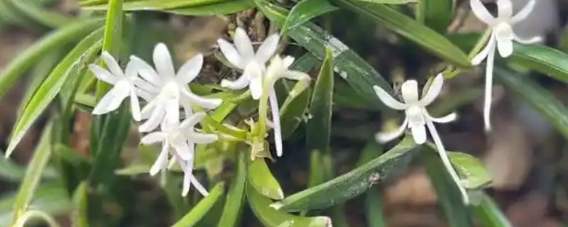 霁风花简介，霁风花是风兰花