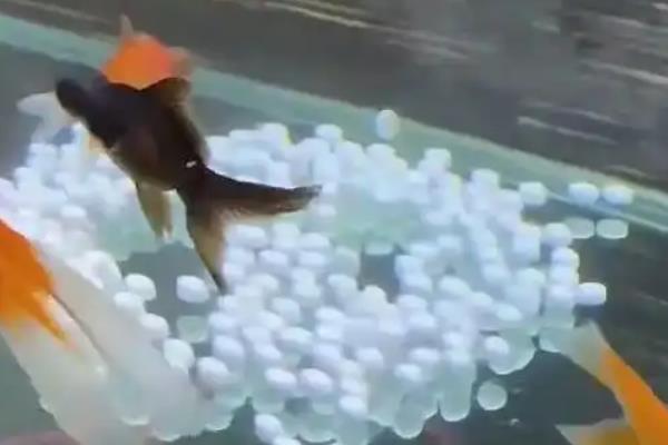 锦鲤缸什么时候放盐,锦鲤患病时才能使用