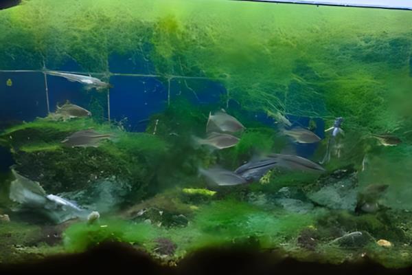 锦鲤缸什么时候放盐,锦鲤患病时才能使用