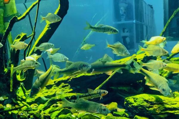 锦鲤缸什么时候放盐,锦鲤患病时才能使用